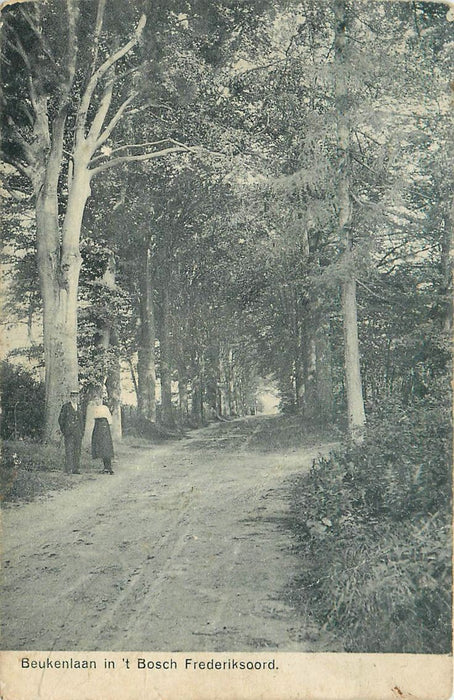 Frederiksoord Beukenlaan In T Bosch