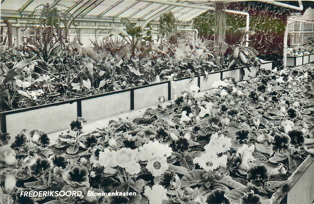 Frederiksoord Bloemenkassen
