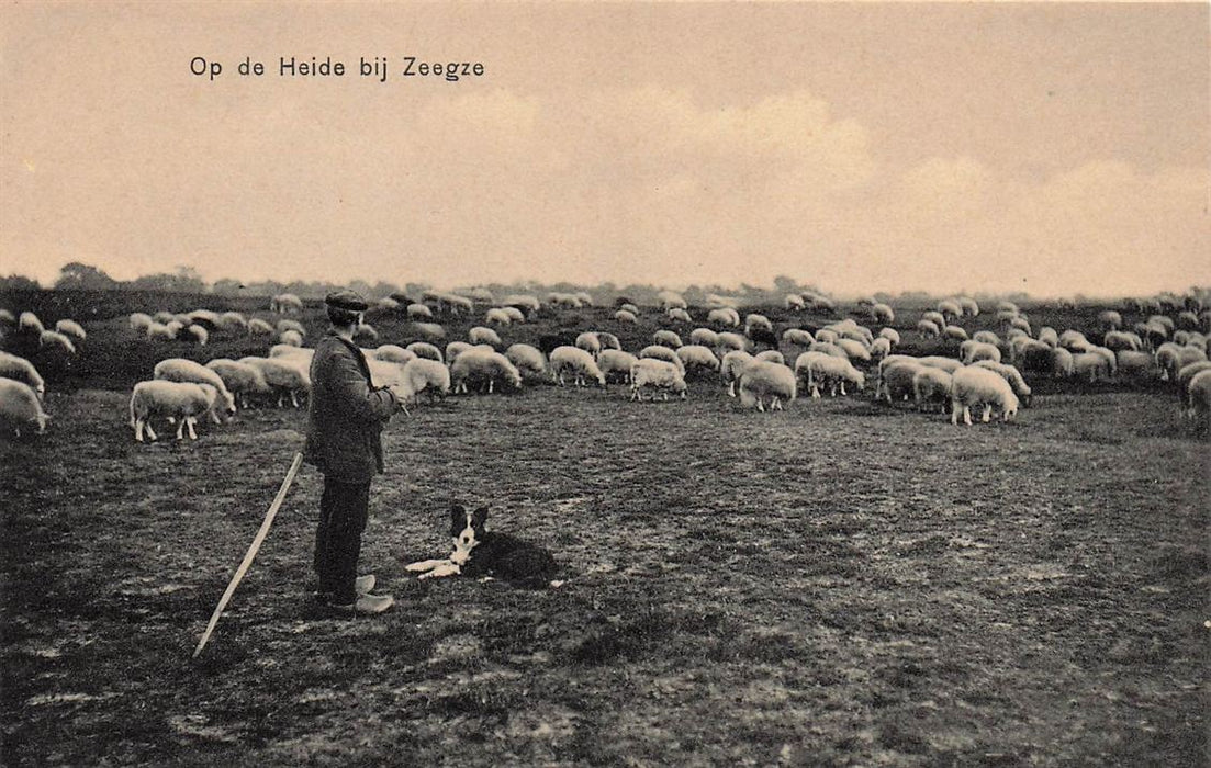 Op De Heide Bij Zeegse