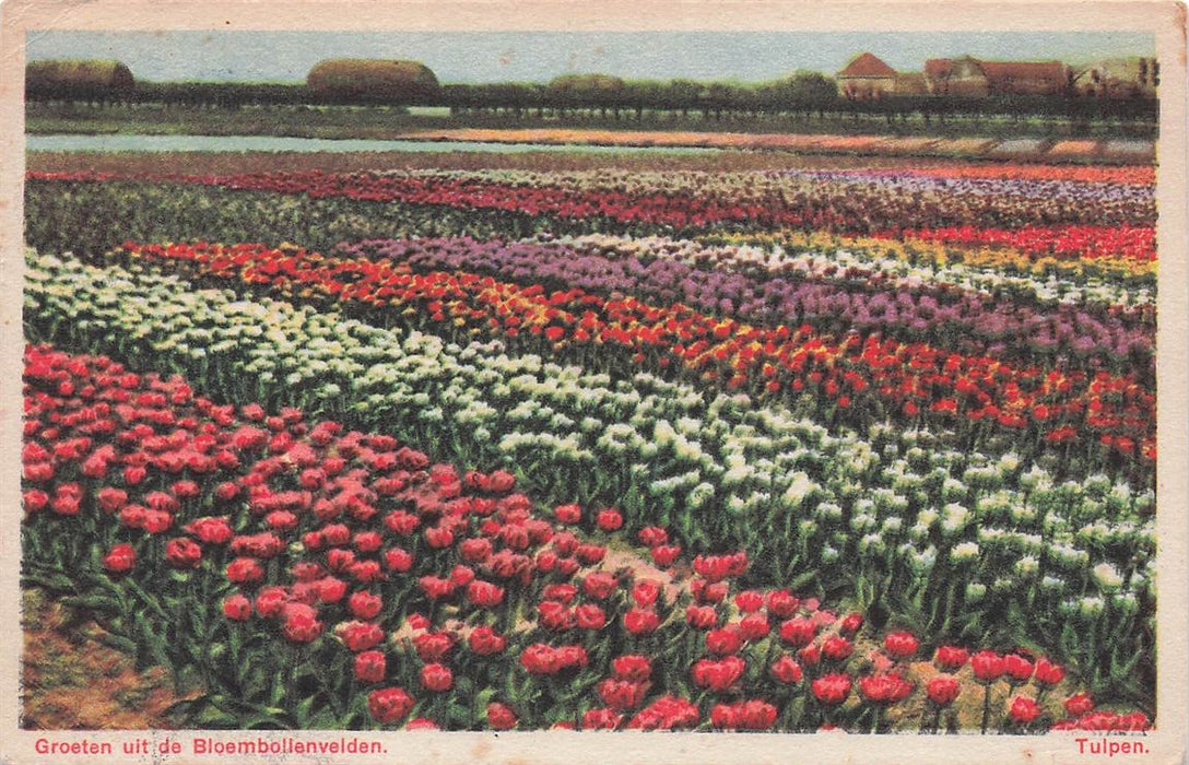 Groeten Uit De Bloembollenvelden Tulpen
