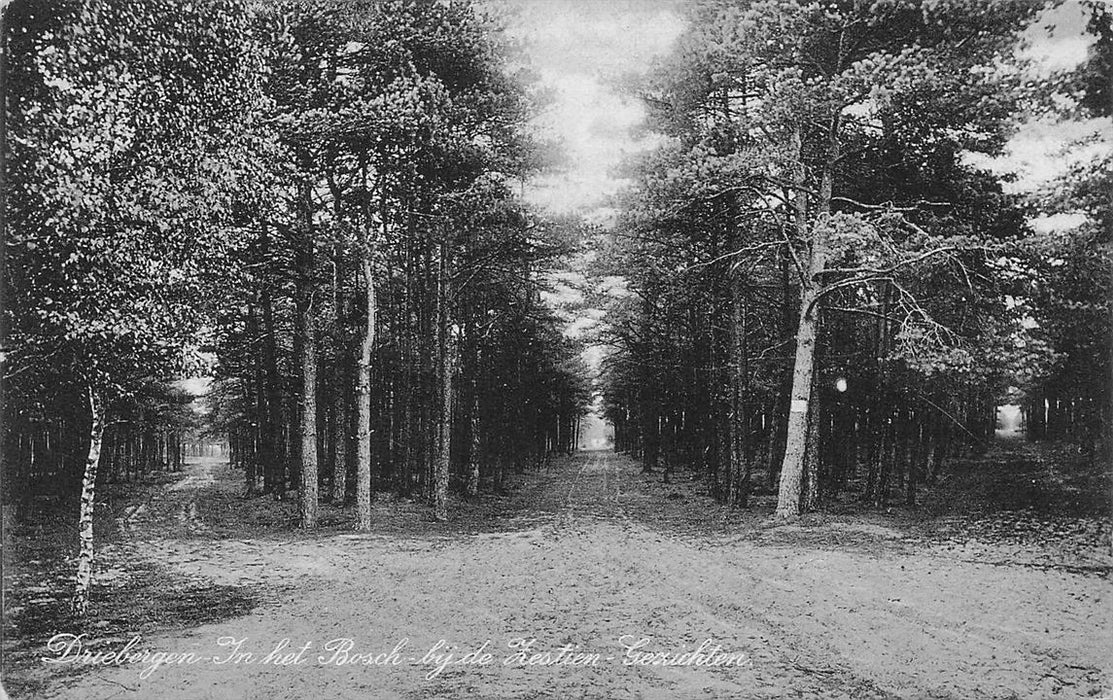 Driebergen In Het Bosch