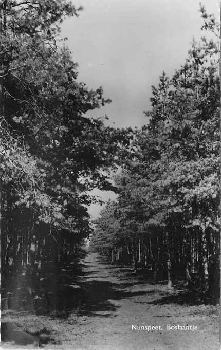 Nunspeet Boslaantje