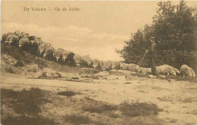 Veluwe Op de heide