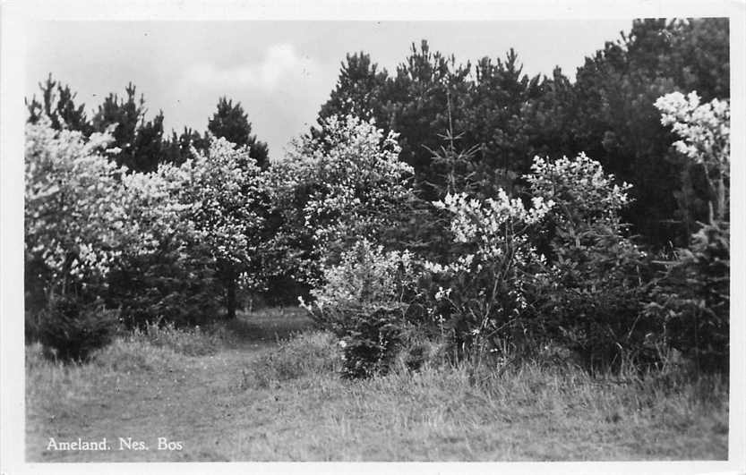Ameland Nes Bos