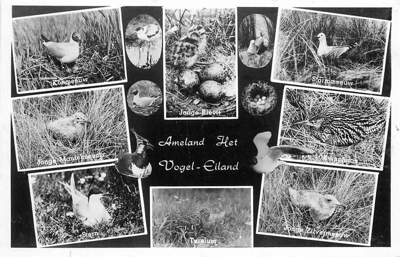 Ameland Multiview