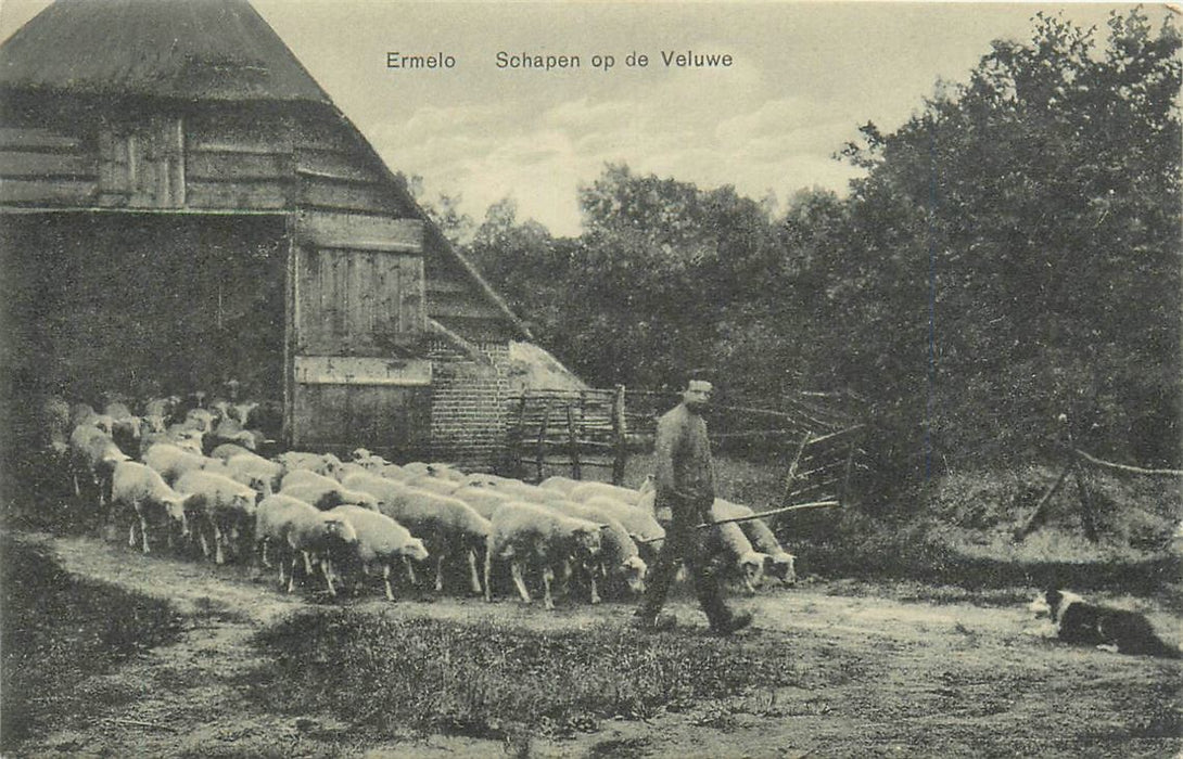 Ermelo Schapen op de Veluwe