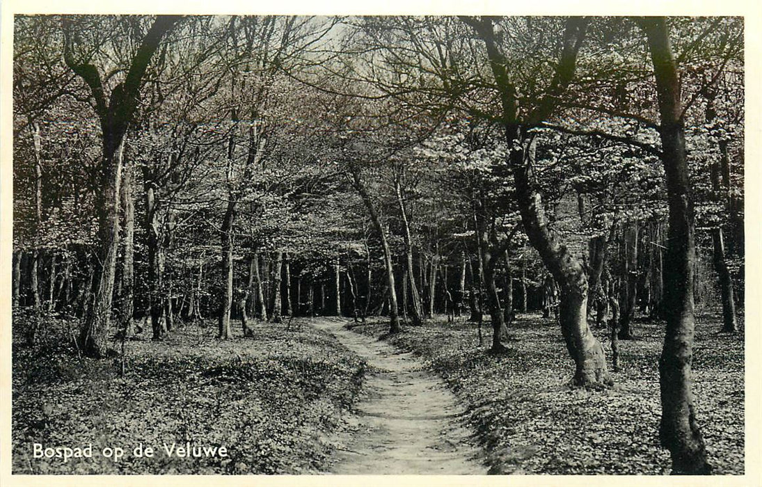 Bospad op de Veluwe