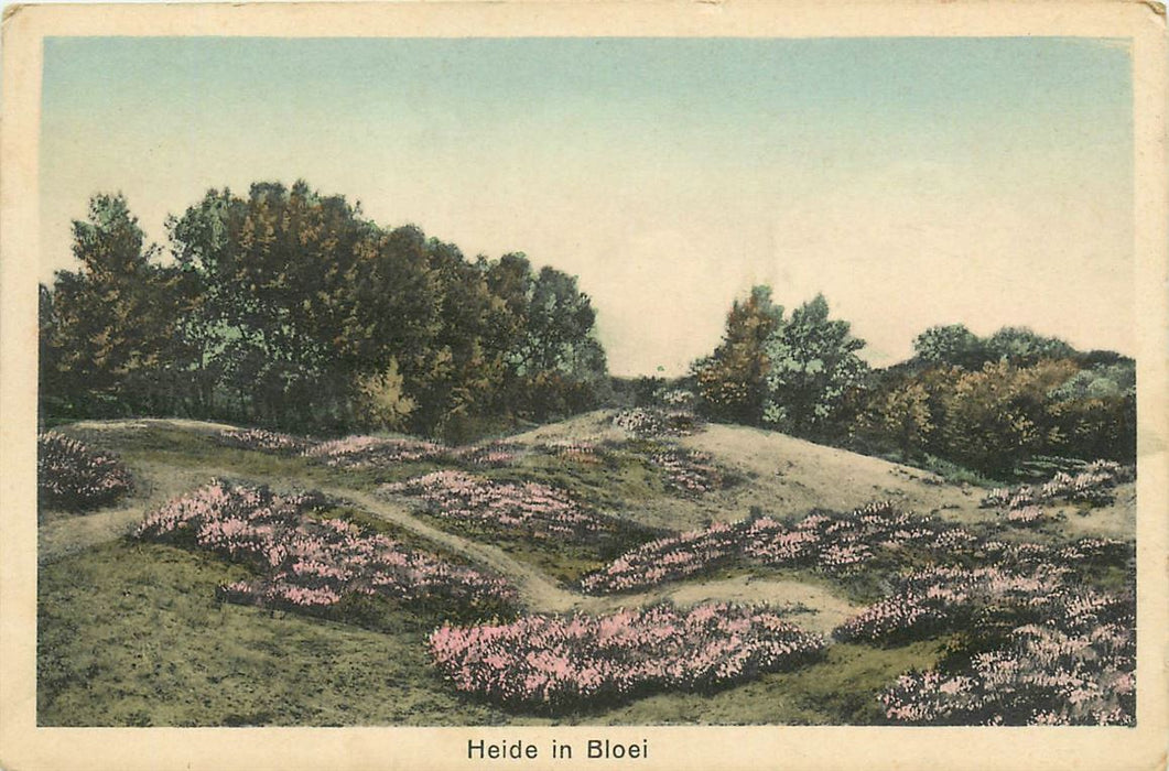 Heide in Bloei