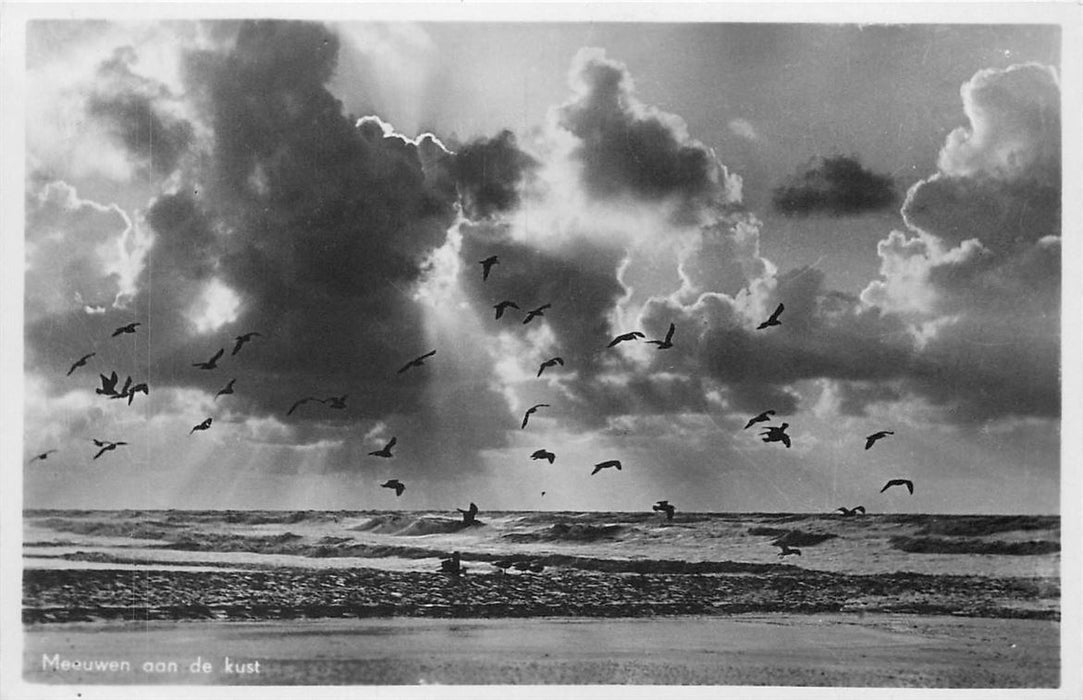 Meeuwen aan de kust