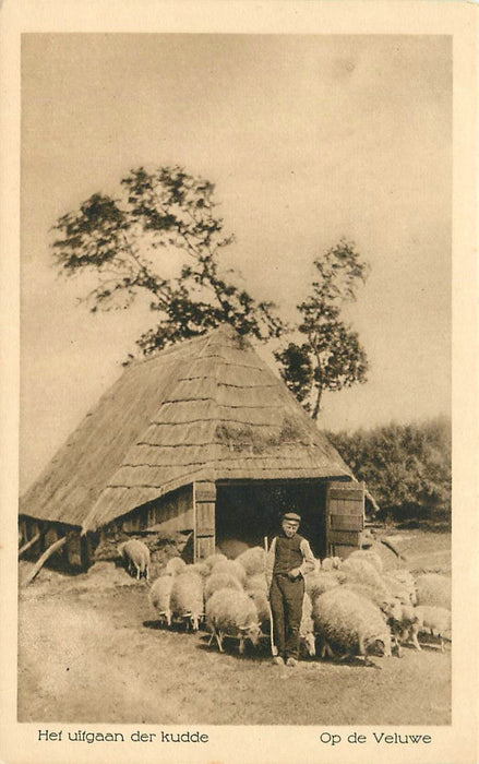 Veluwe Uitgaan der Kudde