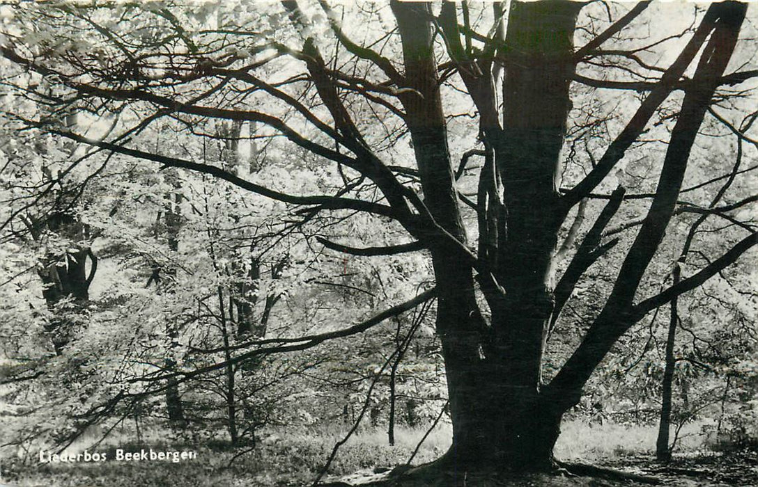 Beekbergen Liederbos