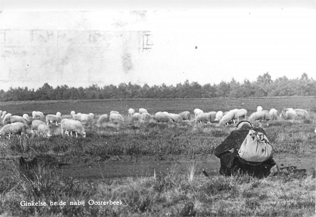 Oosterbeek Ginkelse heide