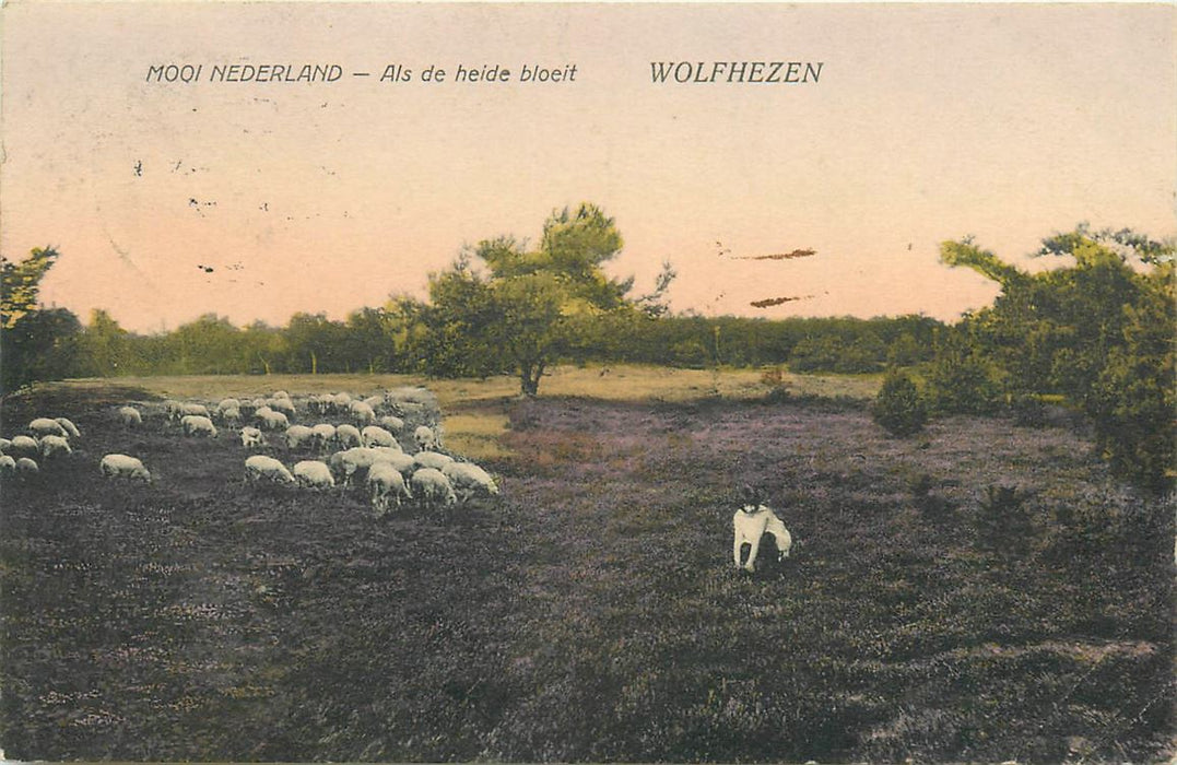 Wolfheze Als de heide bloeit