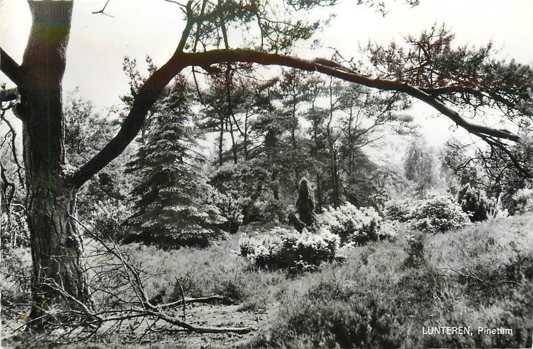 Lunteren Pinetum