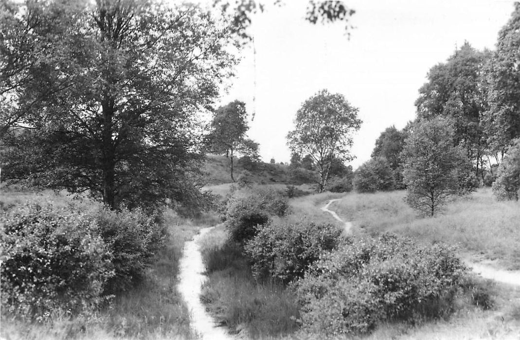 Oosterbeek Bosgezicht