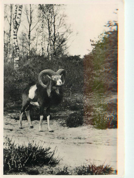 Hoenderloo Hoge Veluwe