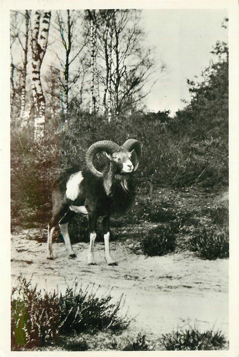 Hoenderloo De hoge Veluwe