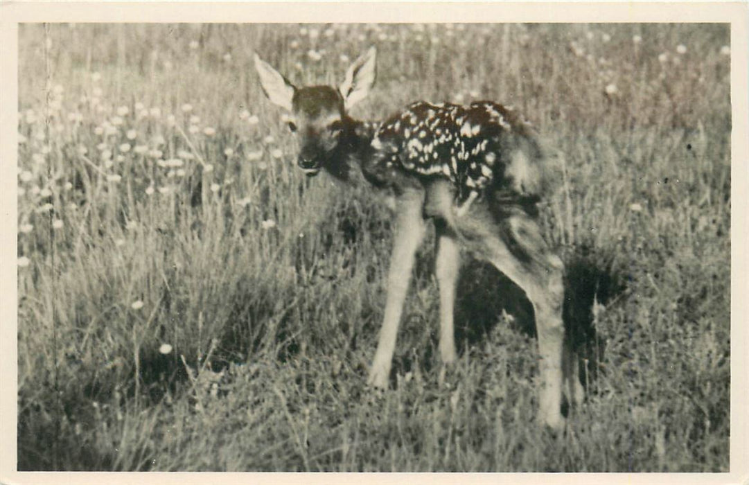 Hoenderloo De hoge Veluwe