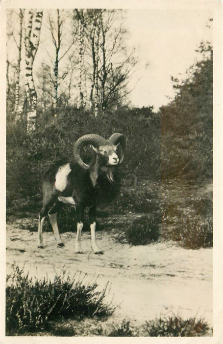 Hoenderloo De hoge Veluwe