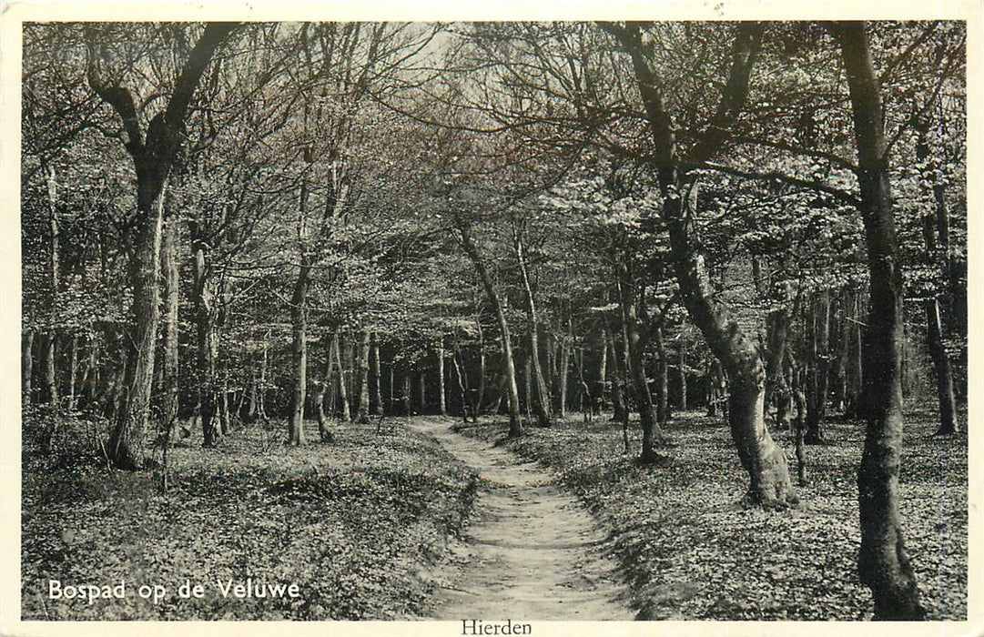 Hierden Bospad op de Veluwe