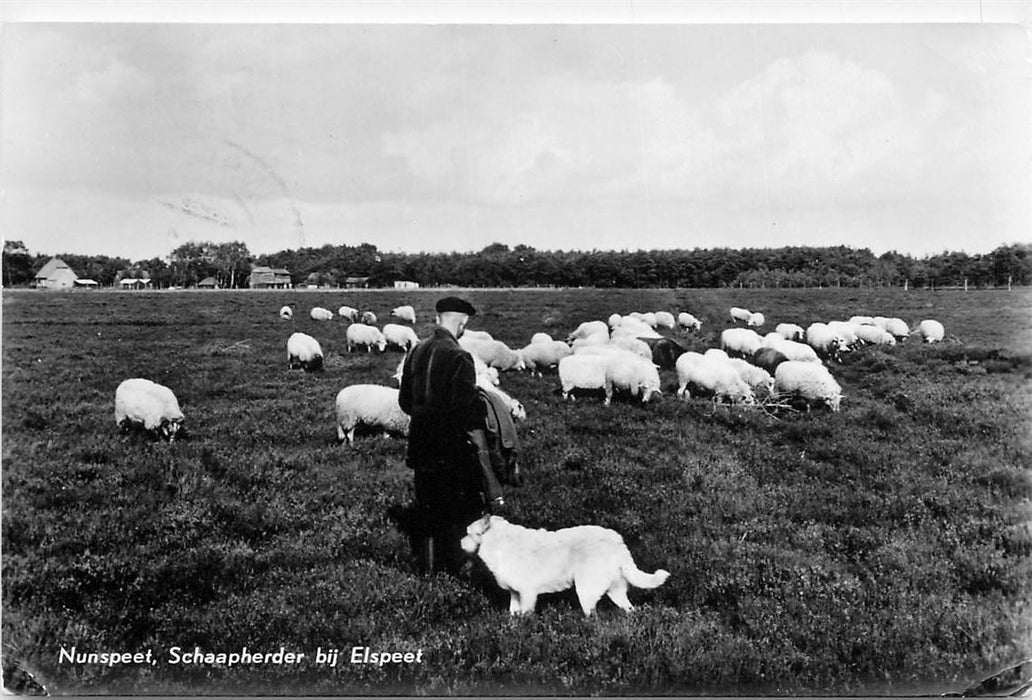 Nunspeet Schaapherder bij Elspeet