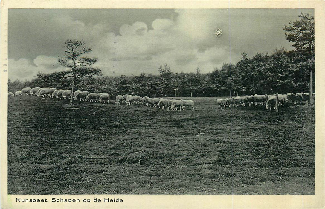 Nunspeet Schapen op de Heide