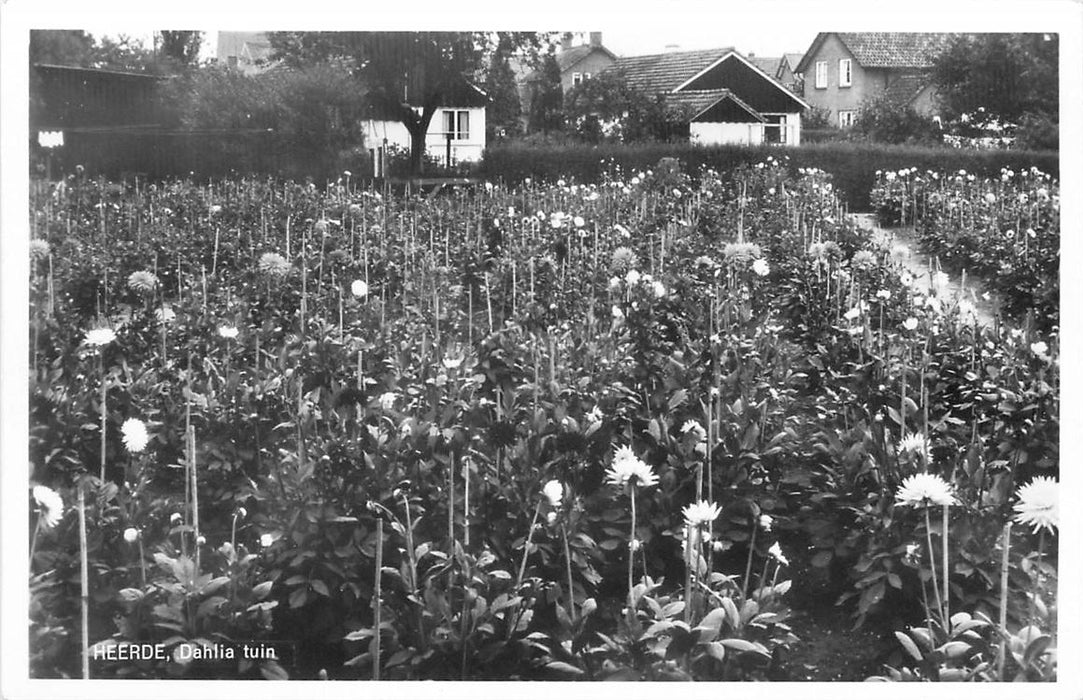 Heerde Dahlia tuin