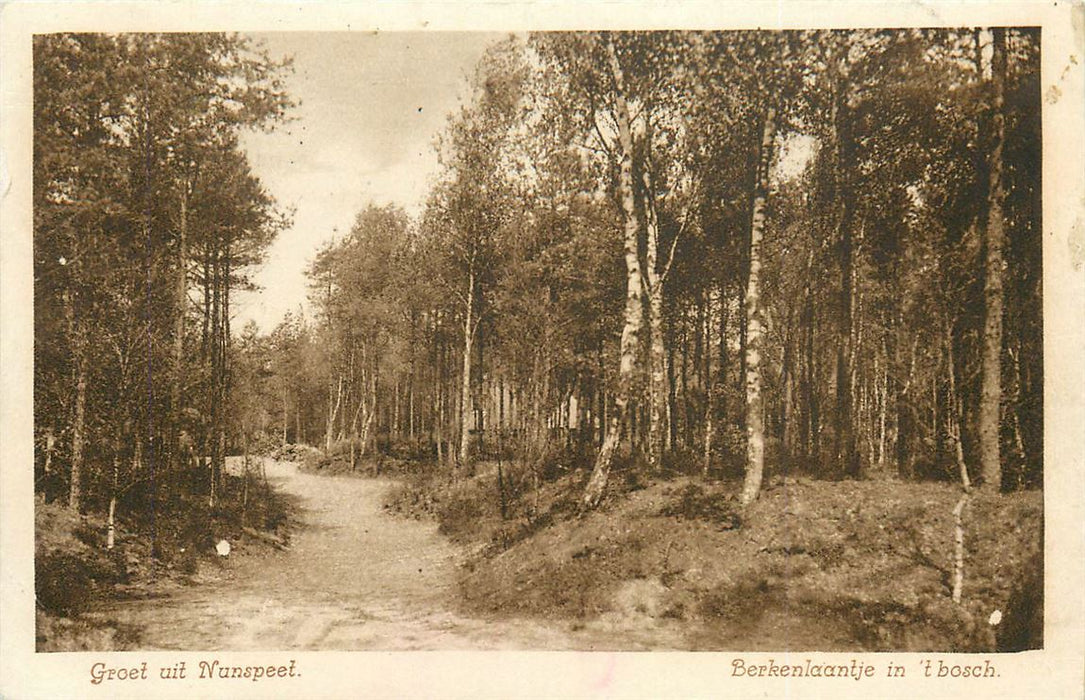 Nunspeet Berkenlaantje in t Bosch