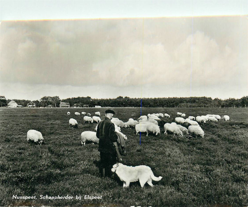 Nunspeet Schaapherder bij Elspeet