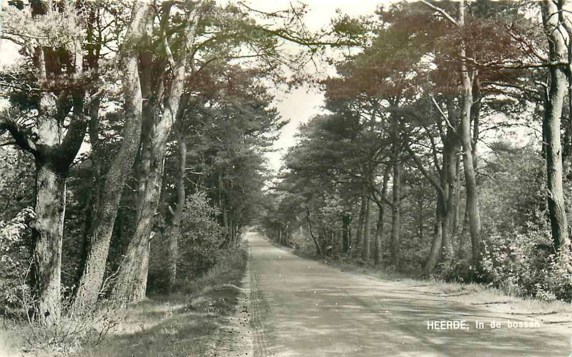 Heerde In de bossen