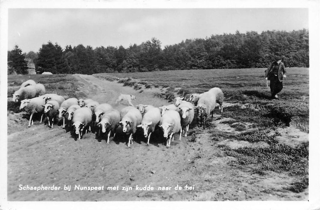 Nunspeet Schaapherder