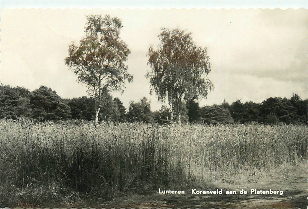 Lunteren Korenveld aan ed Platenberg