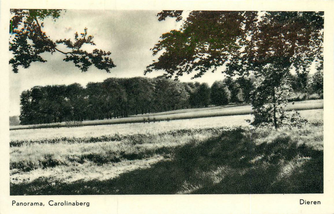 Dieren Panorama