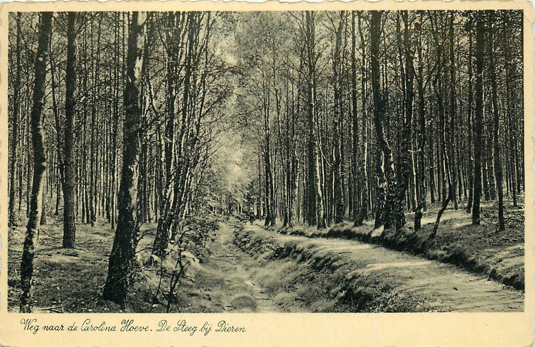 De Steeg Weg naar Carolina Hoeve