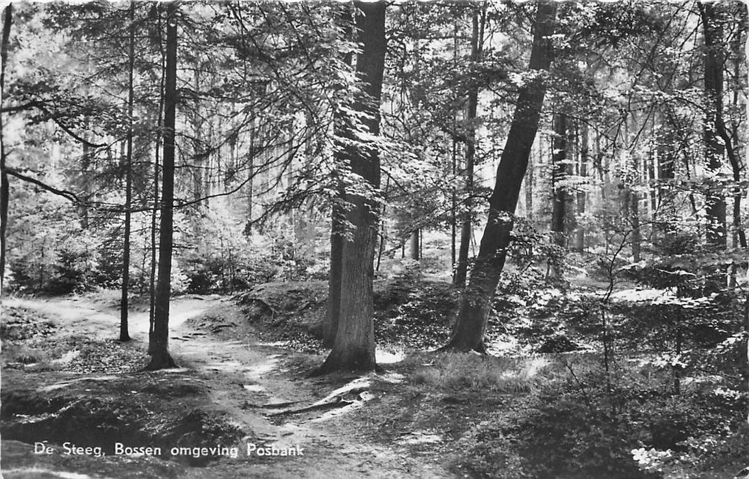 De Steeg Bossen omgeving Posbank