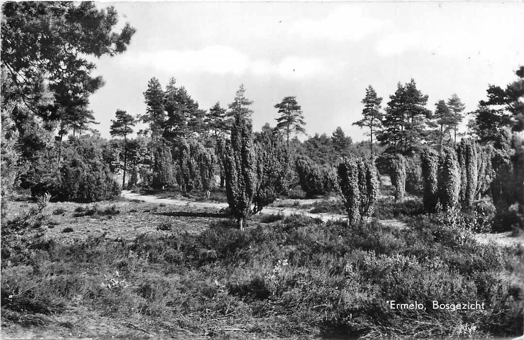 Ermelo Bosgezicht