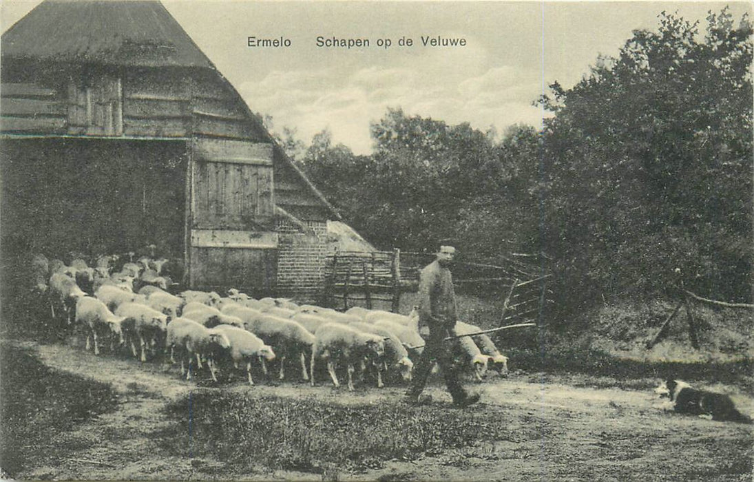 Ermelo Schapen op de Veluwe