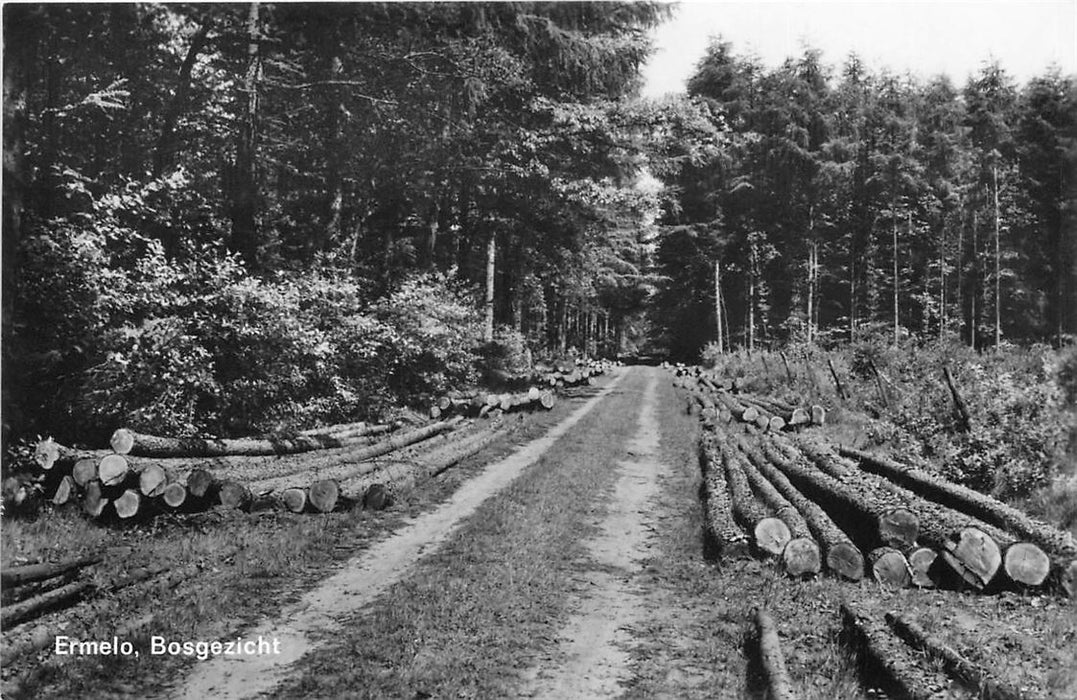 Ermelo Bosgezicht