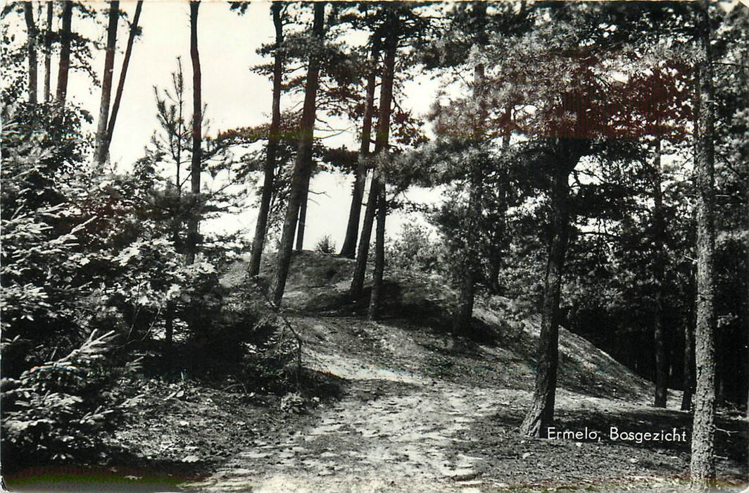 Ermelo Bosgezicht