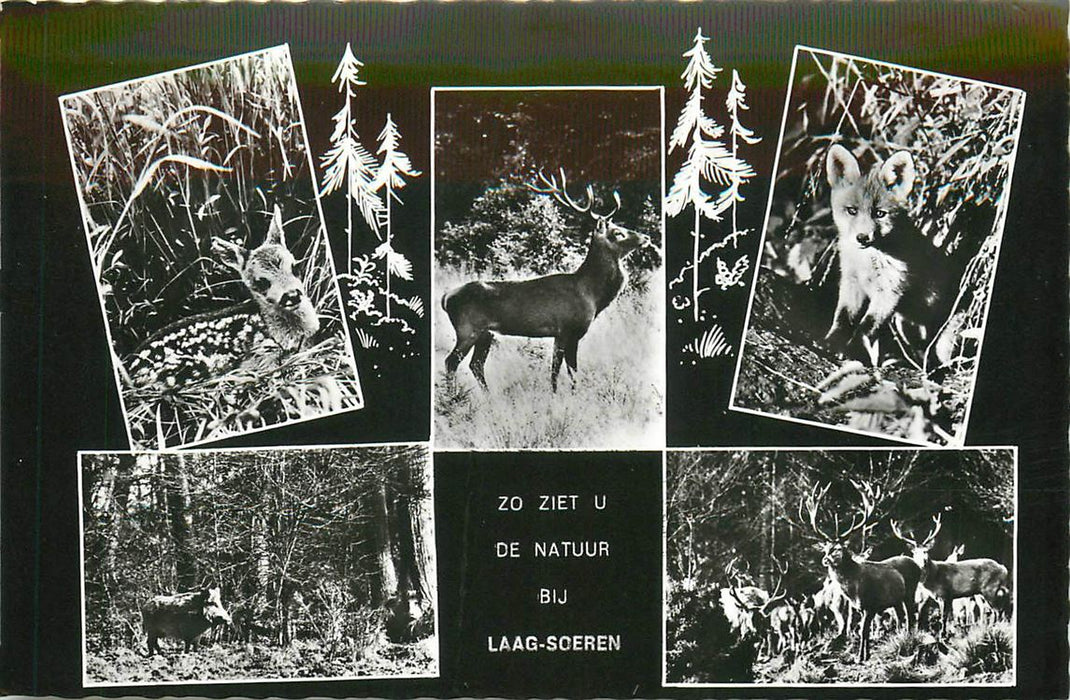 Laag-Soeren Natuur