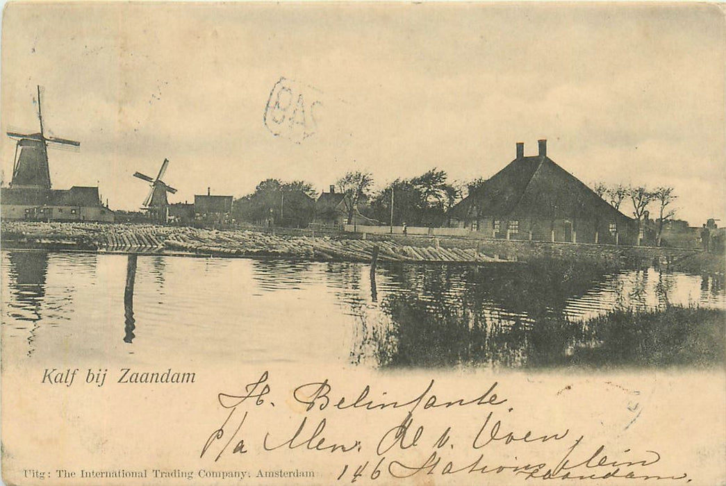 Zaandam Kalf