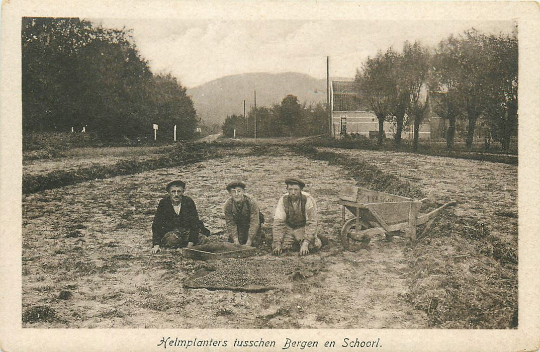 Bergen NH Helmplanters