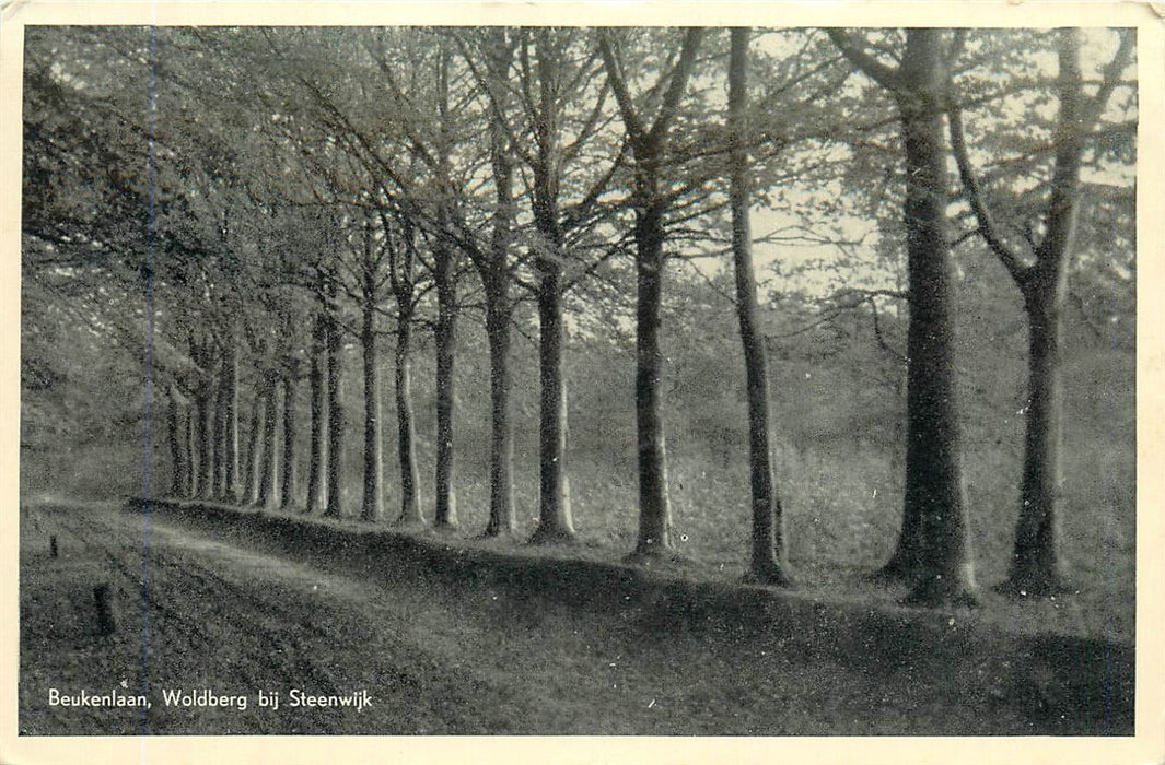 Steenwijk Beukenlaan Woldberg