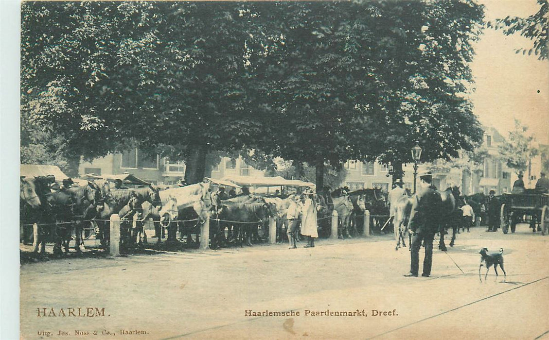 Haarlem Paardenmarkt