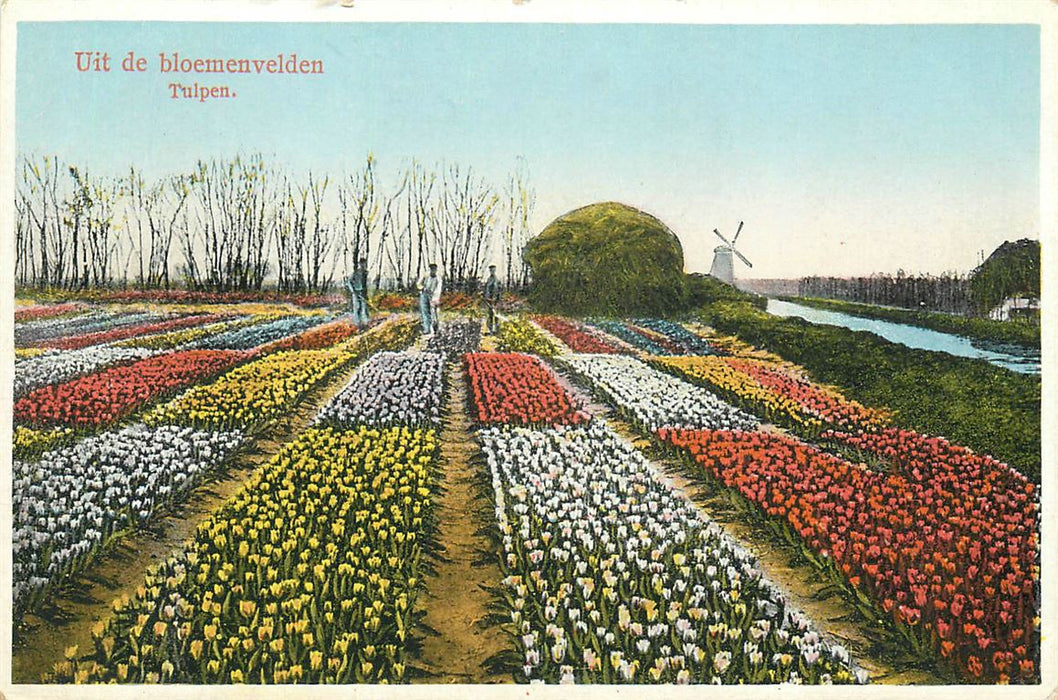 Bloemenvelden Tulpen