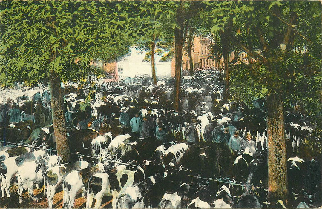 Purmerend Koemarkt