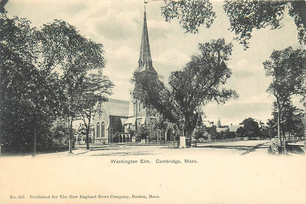 Cambridge Mass Washington Elm