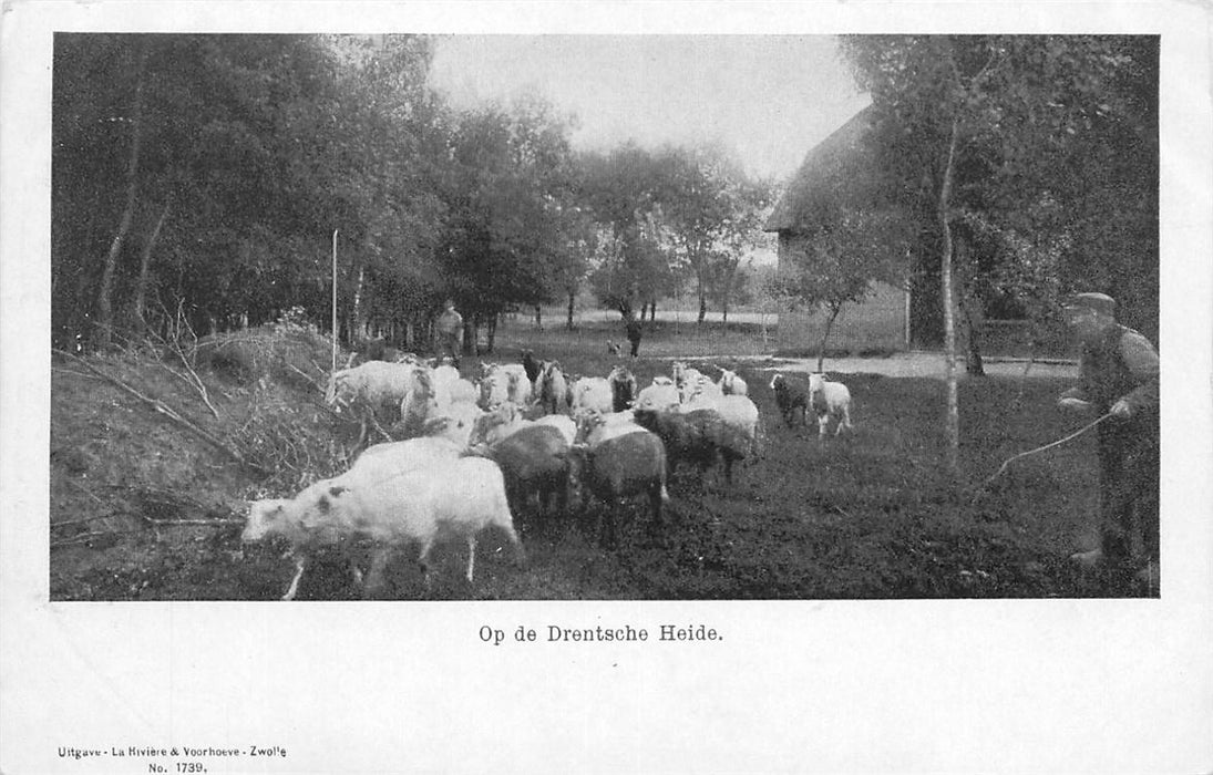 Drentsche Heide