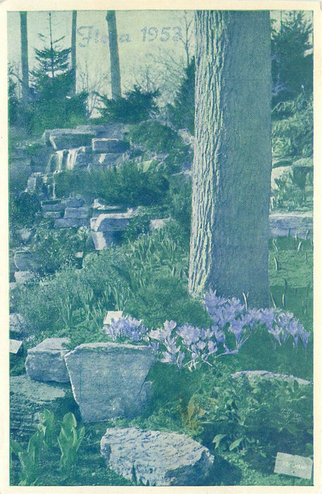 Flora 1953
