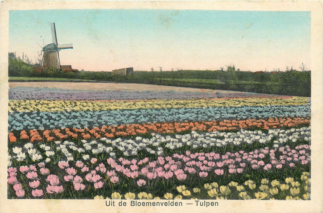 Bloemenvelden